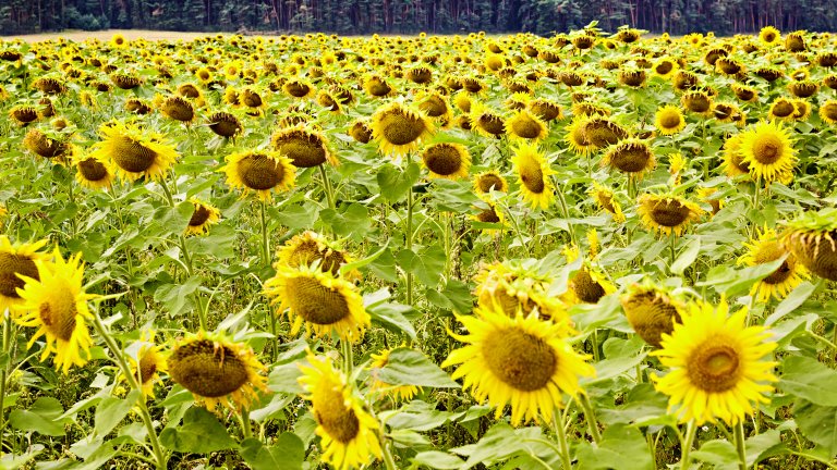 Biobasierte Spezialitätenchemie Blick auf ein Sonnenblumenfeld