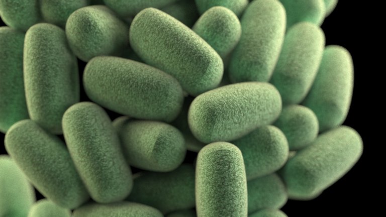Bakterien als Modellorganismus