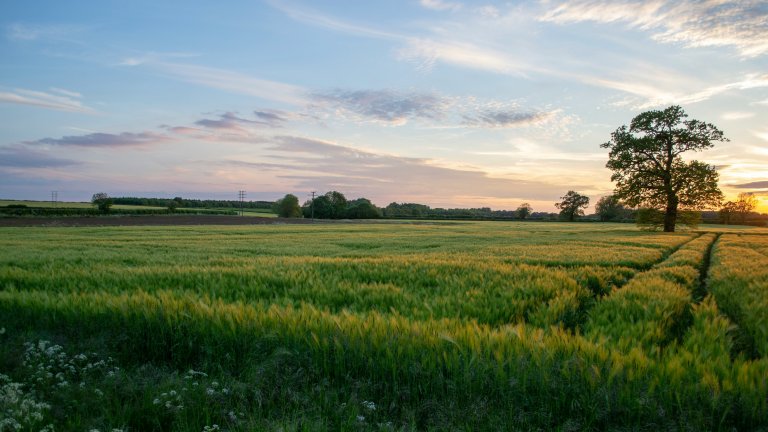 Landwirtschaft