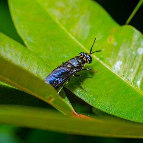 Black Soldier Fly