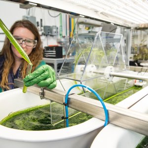 Person füllt eine grüne Flüssigkeit mit einer Pipette in ein Reagenzglas