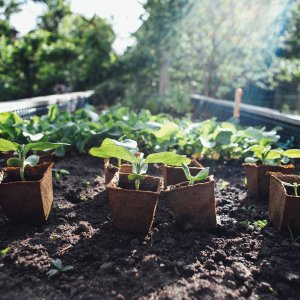 Hochbeet mit Recyclingdünger und -kompost