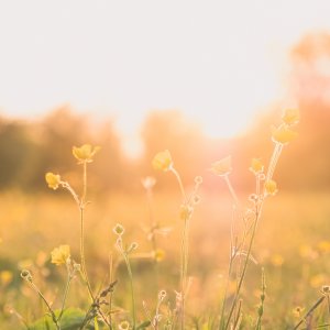 Frühlingsbild